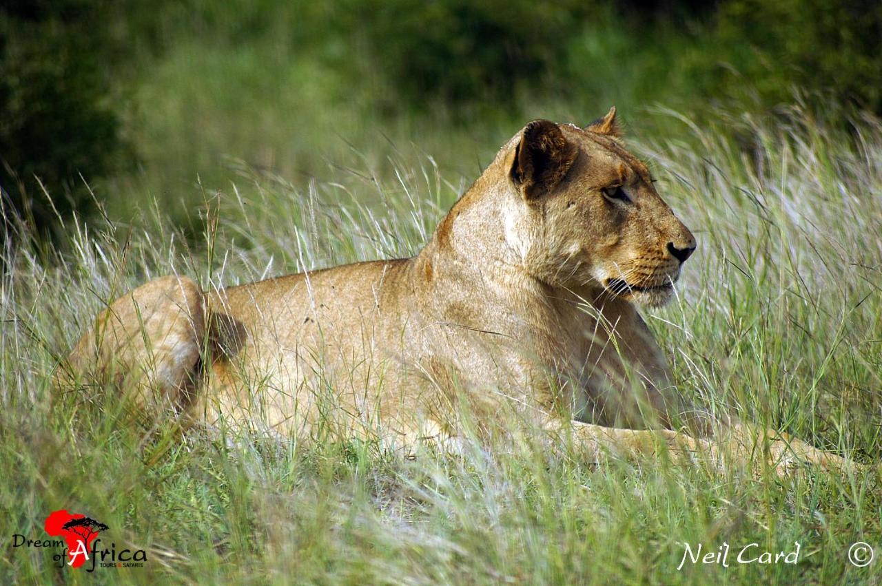 Dream Of Africa Bush Lodge Marloth Park Esterno foto