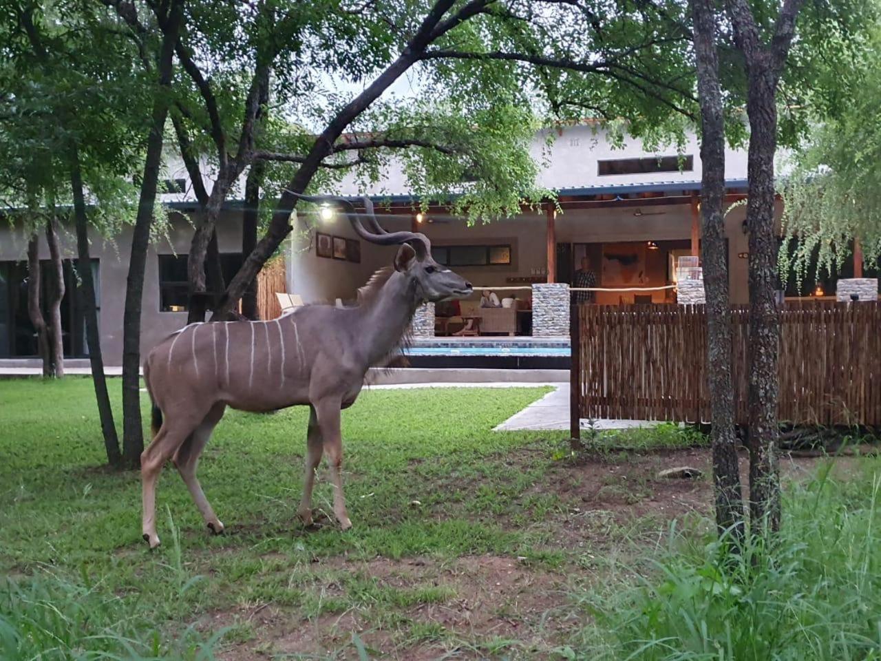 Dream Of Africa Bush Lodge Marloth Park Esterno foto