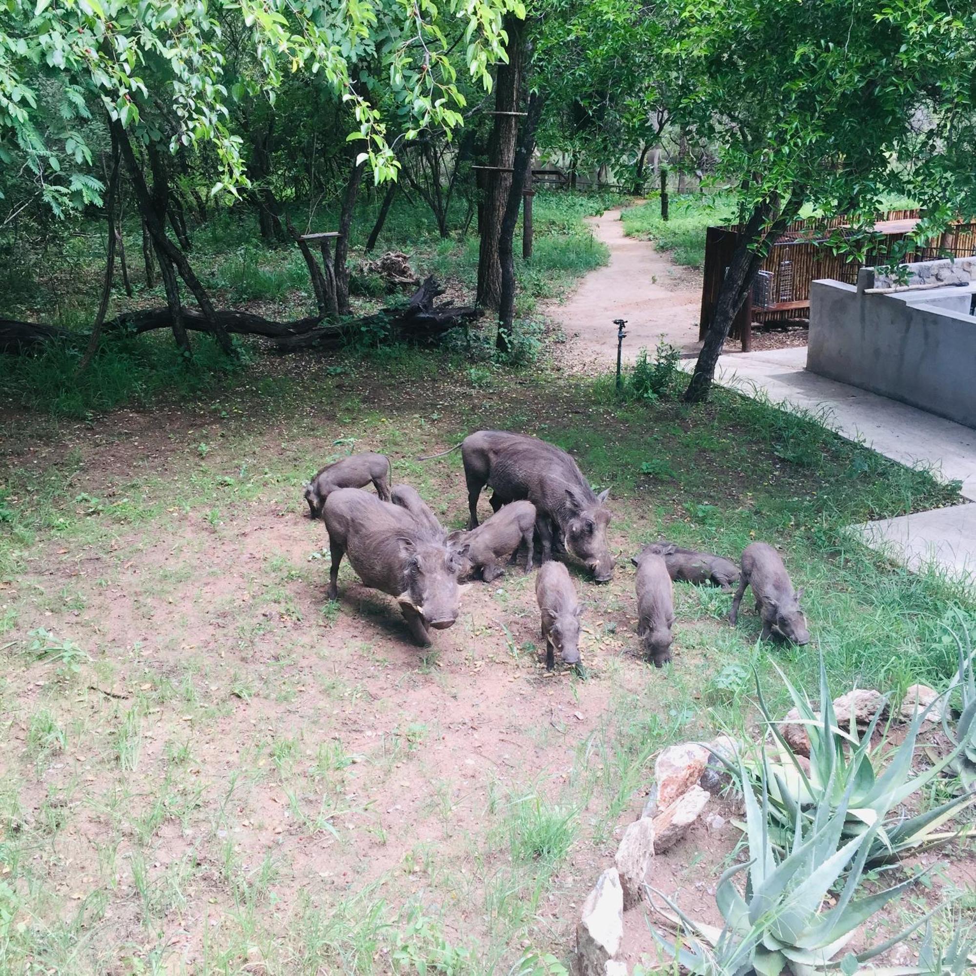 Dream Of Africa Bush Lodge Marloth Park Esterno foto